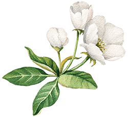 floating_image_10 https://chateau-beau.com/wp-content/uploads/2020/10/floating_image_10.png